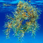  seaweed present in the Sargasso Sea /Sean P. Nash 